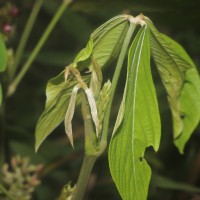 Flemingia macrophylla (Willd.) Kuntze ex Merr.